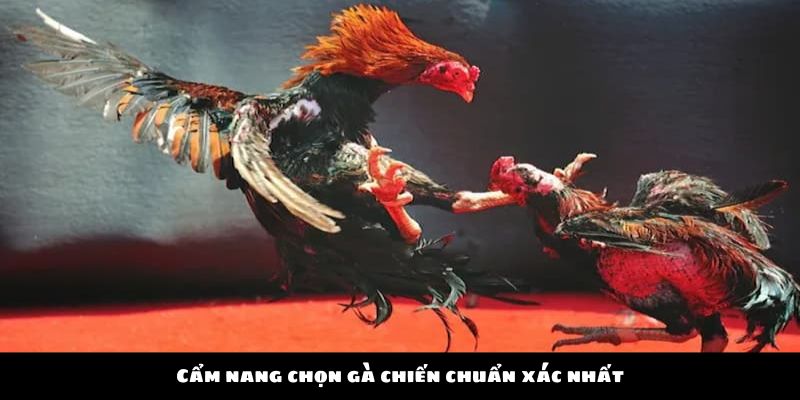 Cẩm nang chọn gà chiến chuẩn xác nhất